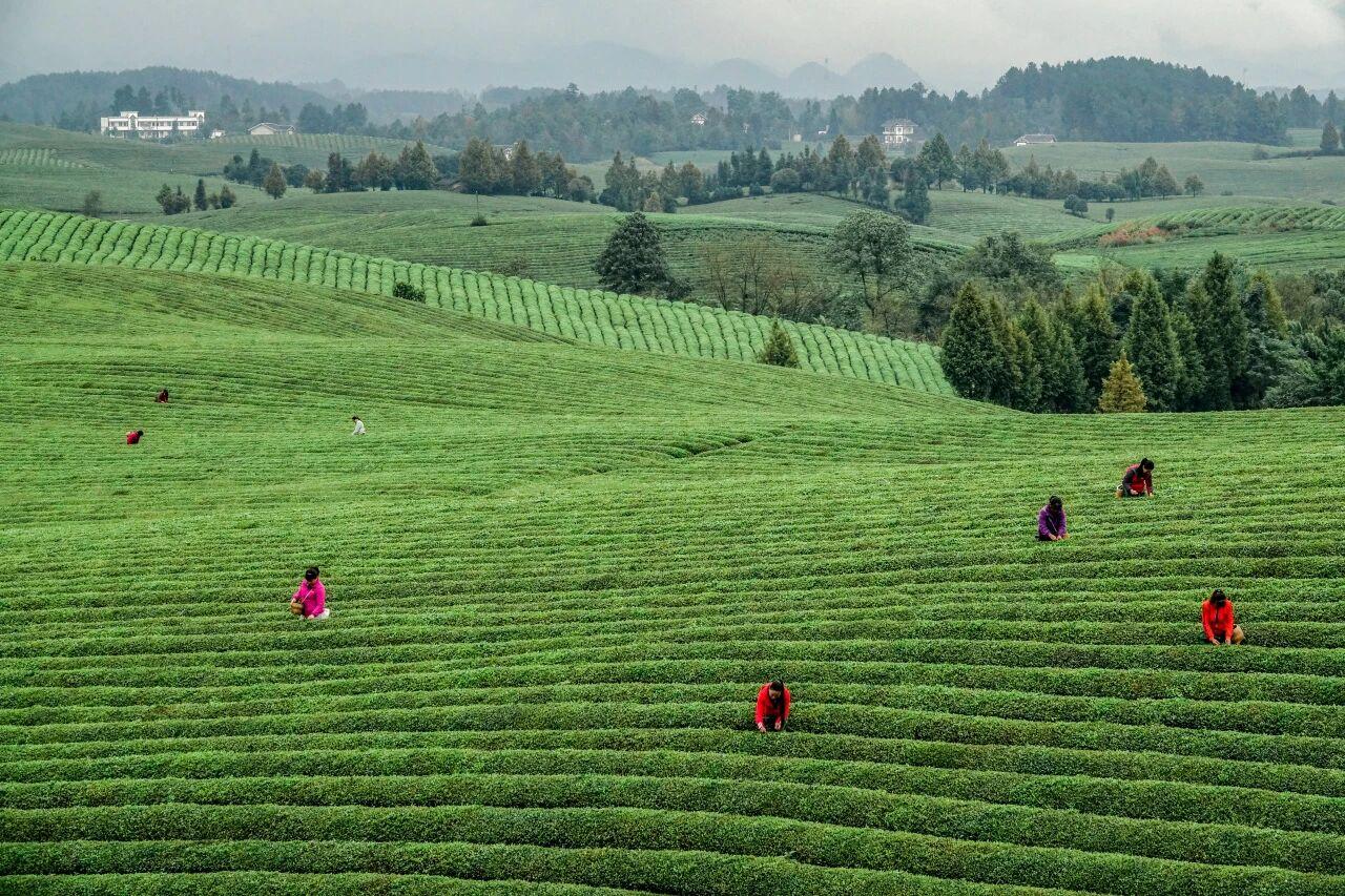 貴州省遵義市湄潭縣永興茶海。攝影 楊良強.jpg