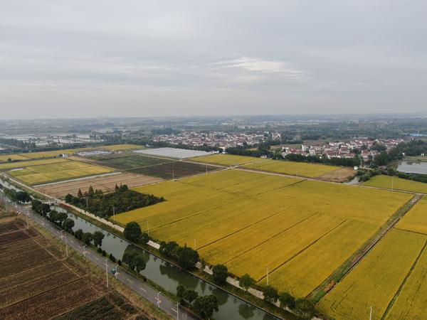 雙游村。受訪者供圖