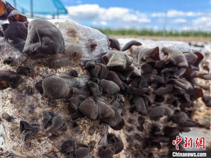 圖為阿榮旗的黑木耳。(資料圖) 謝宏秀供圖