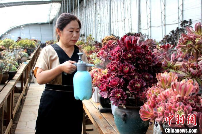 郭雪蘋對(duì)多肉進(jìn)行日常管護(hù)。　周永 攝